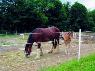 Fencing Considerations for Dry Lot Areas