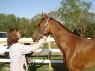 Life After Boarding: Bringing Your Horse Home