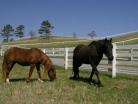 Flex Fence, White - Safety First For Your Horses