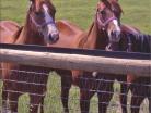 V-Mesh fencing with horses standing at attention