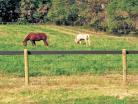 Flex Fence and Raceline Combination, Brown