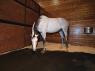 ThuroBed Mattress System - The Bed that's Just Right for Your Deserving Horse