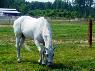 Rotational Grazing Keeps Pastures and Horses Healthier