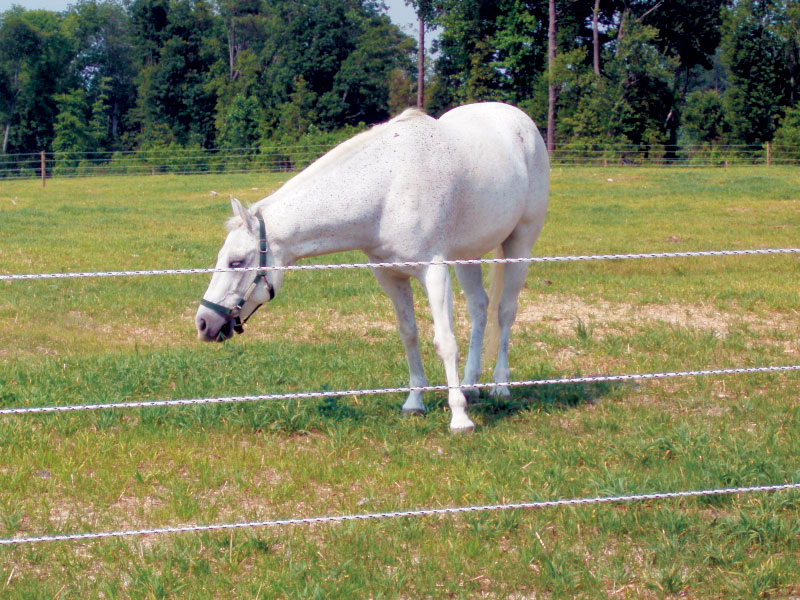White-Electrobraid.jpg