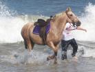 photos of horses