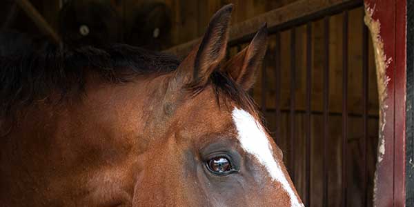 stall-faqs-left-chewing.jpg