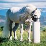 Drinking Post Waterer