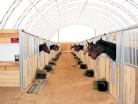 Aisle view of multiple portable panel horse stalls