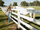 images of horses