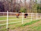 Electric tape keeps your horses off the fence line