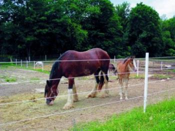 Fencing Considerations for Dry Lot Areas