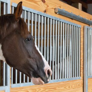 Cambridge Horse Stalls