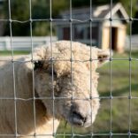 Non-Climb Galvanized Mesh Fence with a sheep head