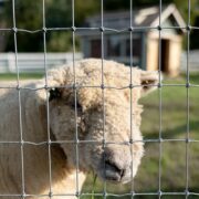 Non-Climb Galvanized Mesh Fence with a sheep head