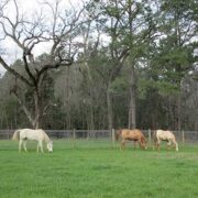 three horses grazing in a field with a mesh fence behind them