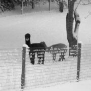 alpacas in the snow behind a Non-Climb Galvanized Mesh Fence