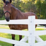 Brown adult horse standing behind a white, 4-rail 525 Flex Fence from RAMM