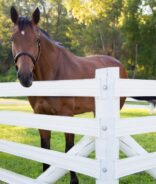 Brown adult horse standing behind a white, 4-rail 525 Flex Fence from RAMM
