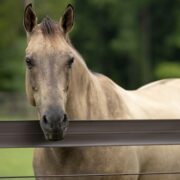 Light tan horse hanging his head over the top rail of brown fence.