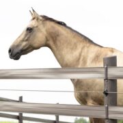 light tan horse on a white background with brown 525 Flex Fence in front of if it