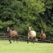 3 horses running in a green filed with 3 rails of brown 525 Flex Fence behind them.