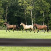 two brown horses and one tan horse in the middle walking in a green field. Brown 525 Flex Fence is in the foreground.