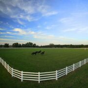 Horse pasture enclosed with white flex fence featuring classic board fence appearance