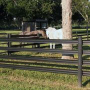 a white horse and a brown horse touching noses over a brown 4 rail fence.