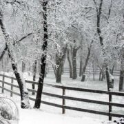 a snowy winter scene with a 3 rail fence running through snow-covered trees.