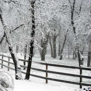 a snowy winter scene with a 3 rail fence running through snow-covered trees.