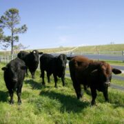 4 cows walking towards the viewer with a 4 rail white 525 flex fence behind them