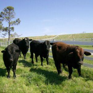 4 cows walking towards the viewer with a 4 rail white 525 flex fence behind them