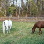 a white horse and brown horse in front of a 4 rail fence