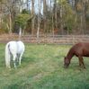 a white horse and brown horse in front of a 4 rail fence