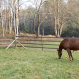 Per4mance brown fence with a brown horse in the foreground