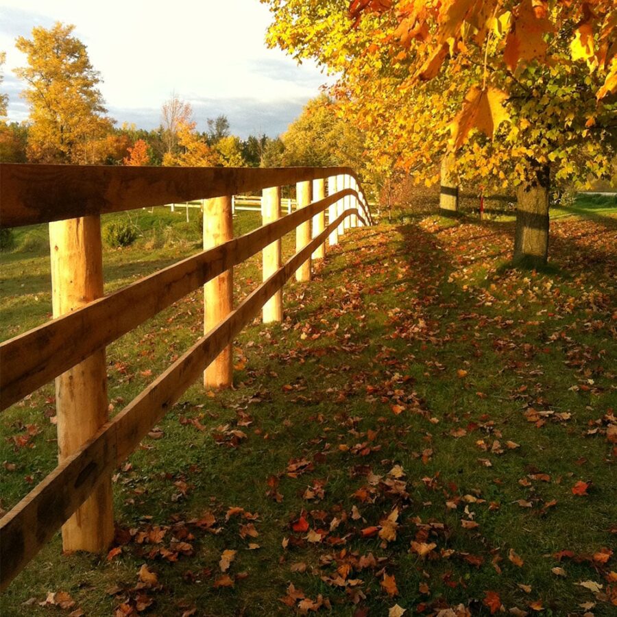 Board Horse Fence