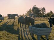 Hay OptiMizer®