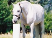 Ultimate Drinking Post Waterer, White