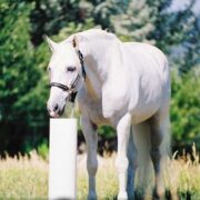 Ultimate Drinking Post Waterer, White