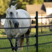 white horse behind 4 strands of black electric tape
