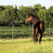 brown horse in green field with black electric tape in the background