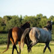 two horses side by side