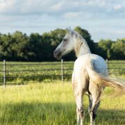 white horse in green field with black electric tape in the background