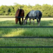 4 bands of electric tape in front of of a brown and gray horse