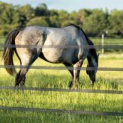dappled gray horse grazing behind electric tape