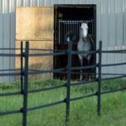black electric tape in front of a white horse and barn