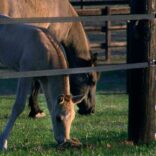 two brown horses behind electric tape