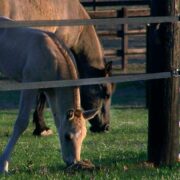 two brown horses behind electric tape