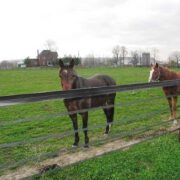 two brown horses behind electric tape and flexible fence