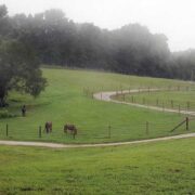 large hilly field with grazing horses and electric tape